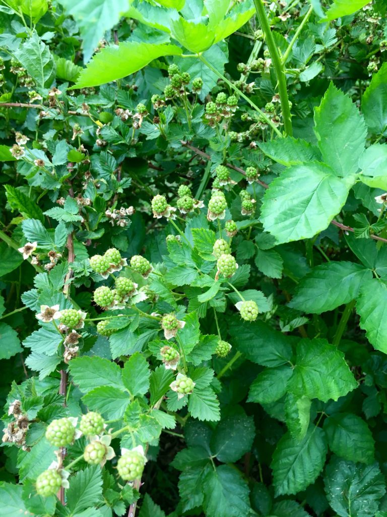 The blackberries are starting to get big!