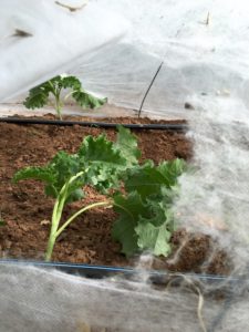 Baby kale peeking through.