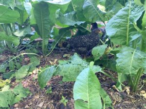 The next generation of egg layers seems to love horseradish.